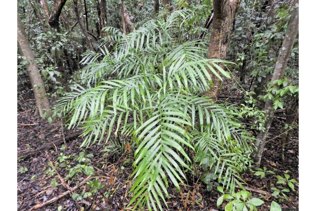 Hooper's Palm