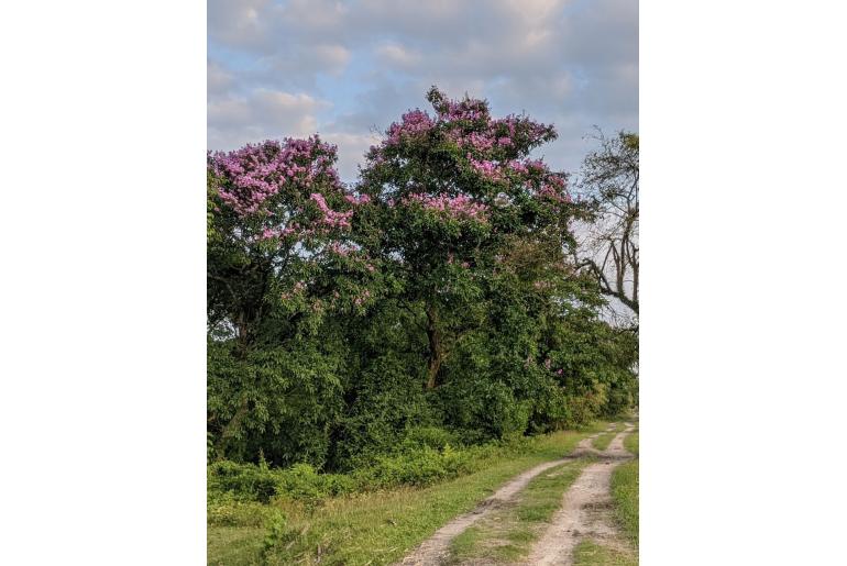 Lagerstroemia speciosa -17415