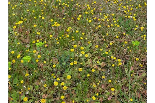 Vleugel streepzaad
