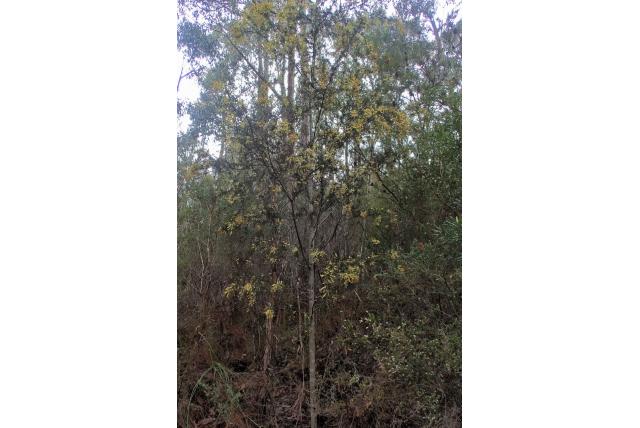 Rice's acacia