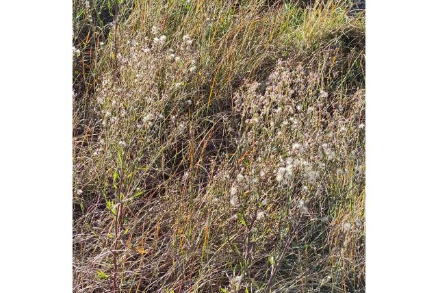 Geschubde Aster