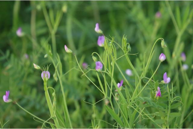 Harige lathyrus