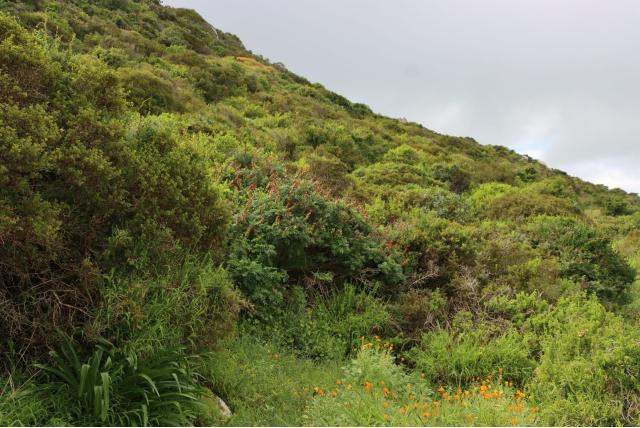 Langwerpige melianthus