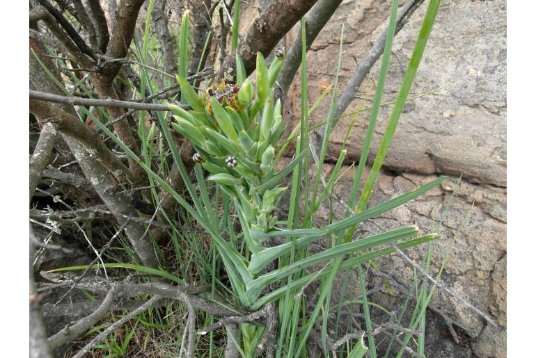 Ferraria foliosa -17535