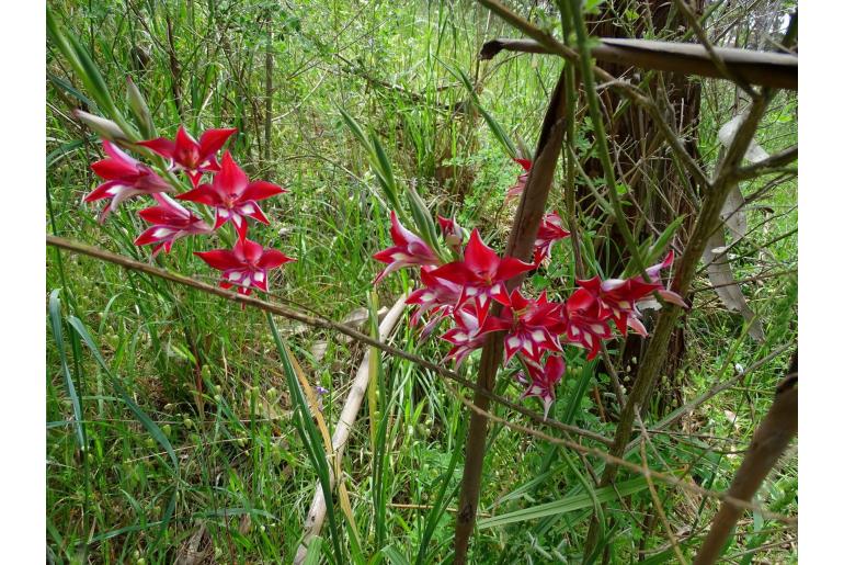 Gladiolus x colvillei 17536