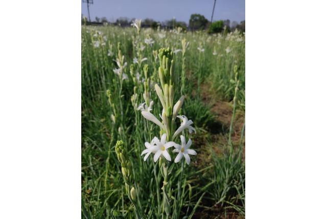 Knolvormige Polianthes