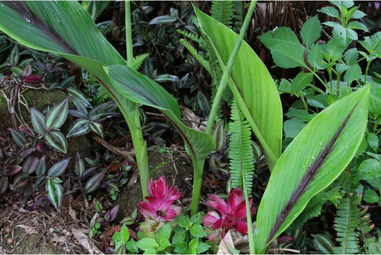 Curcuma zedoaria 17547