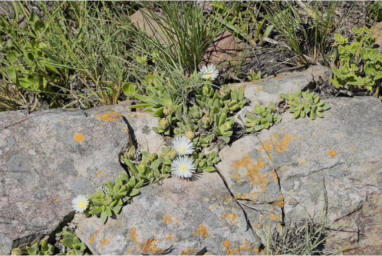 Delosperma suttoniae&nbsp;17548