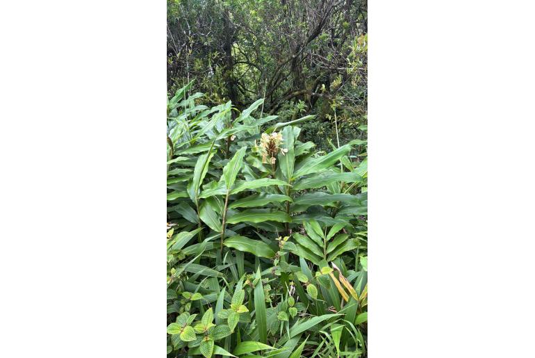 Hedychium flavescens 17549
