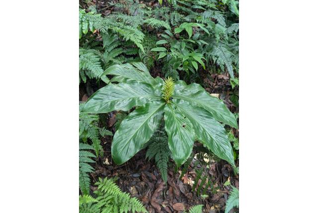 Speldenkussen gemberlelie