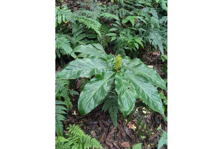 Hedychium thyrsiforme 17550