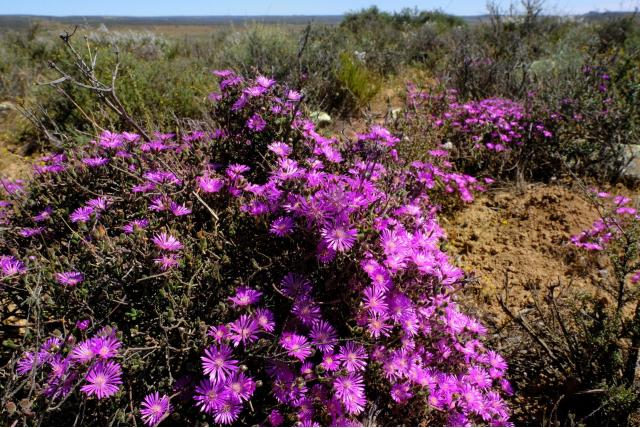 Brede bloemblaadjes drosanthemum