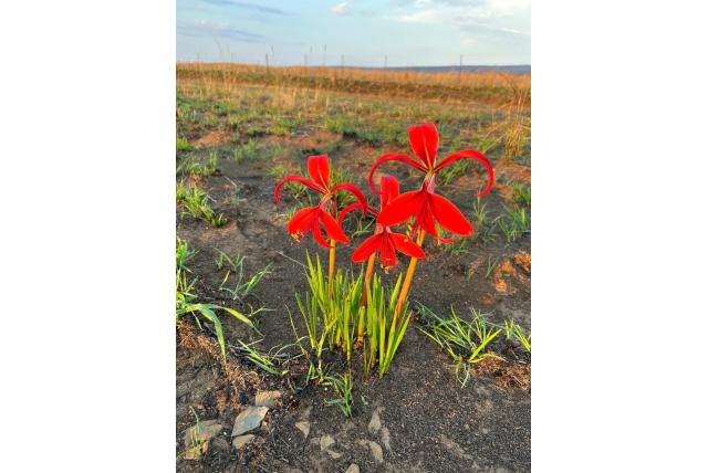 Jacobslelie Jacobslelie