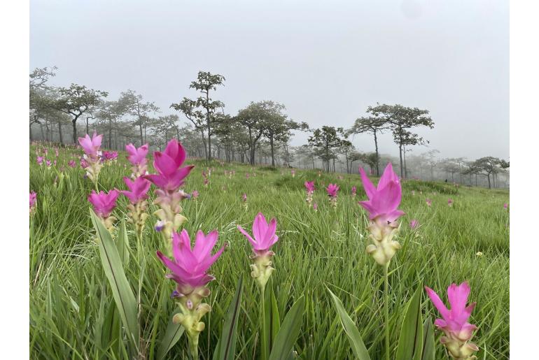 Curcuma alismatifolia 17557