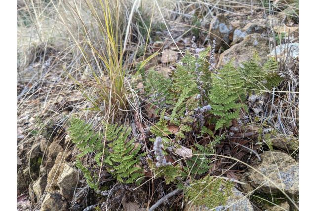 Fendler's myriopteris