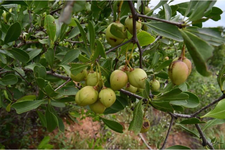 Gymnosporia oxycarpa&nbsp;17565