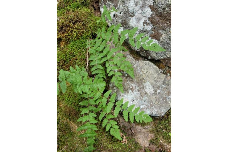 Woodsia scopulina ssp laurentiana -17565