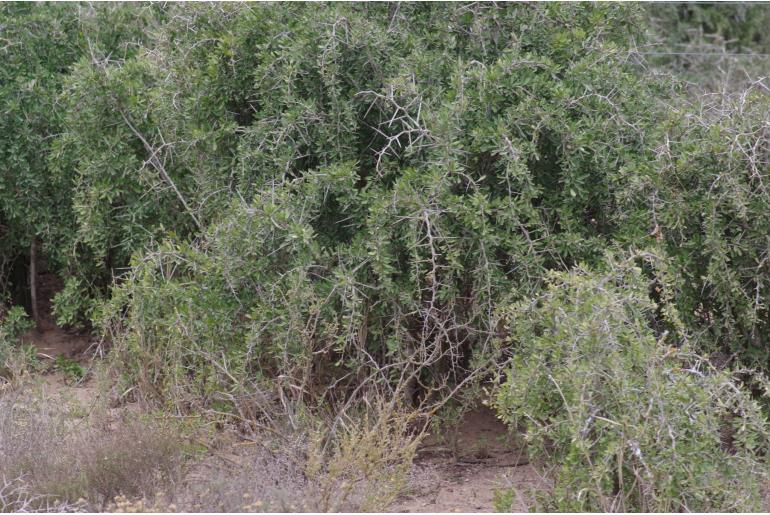 Gymnosporia polyacantha&nbsp;17569