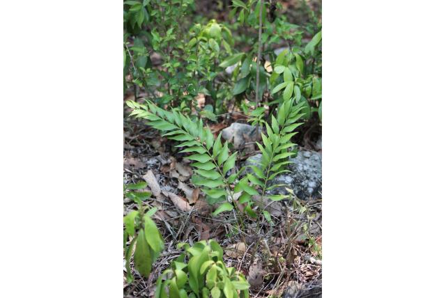 Fischer's cycad
