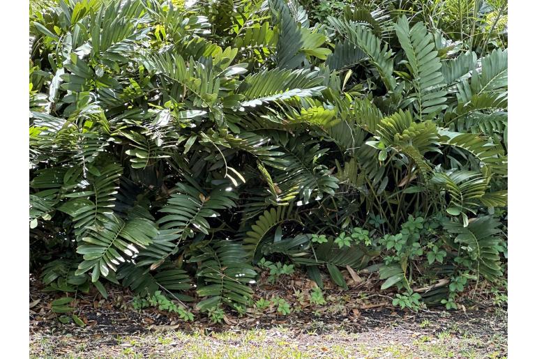 Zamia furfuracea -17588