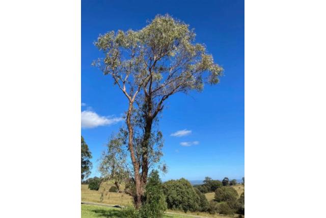New England Eucalyptus New England Eucalyptus