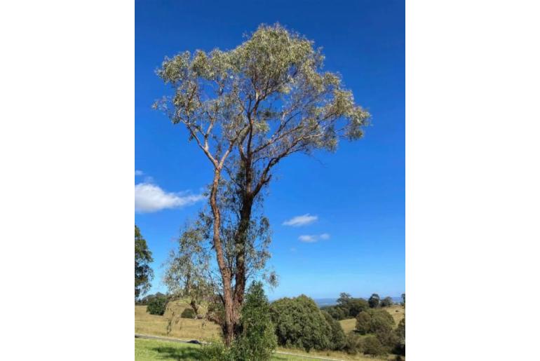 Eucalyptus nova-anglica 17591