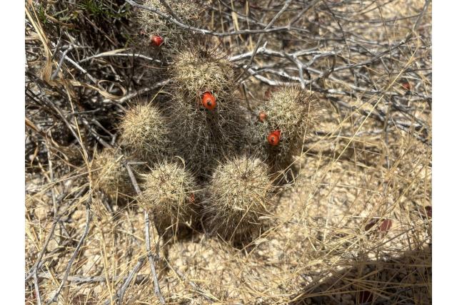 Armband tepelcactus