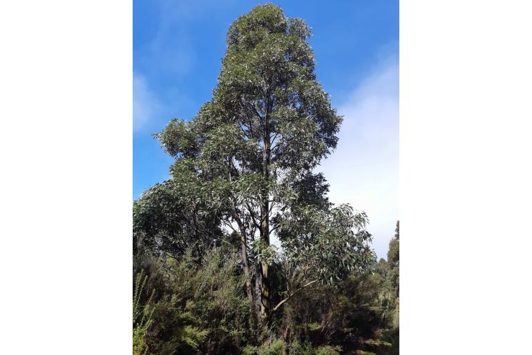 Eucalyptus johnstonii 17615