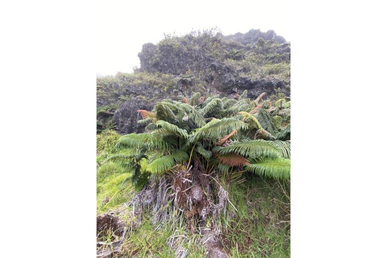 Blechnum cyatheoides 17623