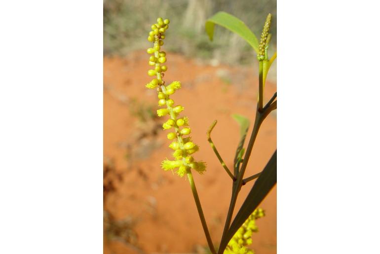 Acacia ancistrocarpa -17626