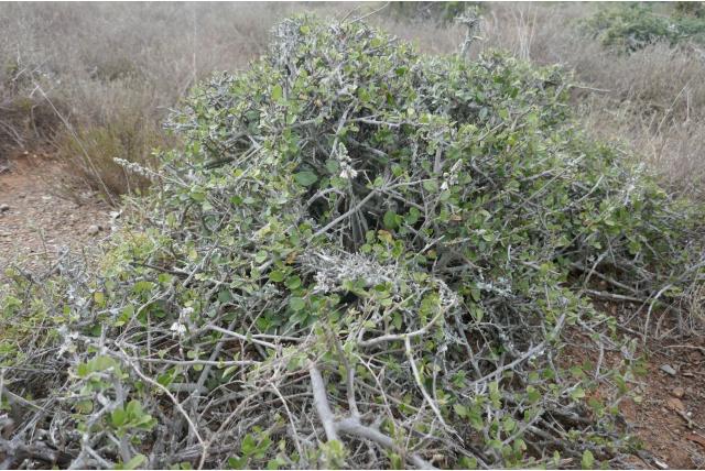 Enkelbladige drimia