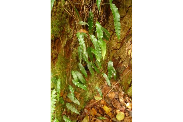 Variabel-blad davallia Variabel-blad davallia