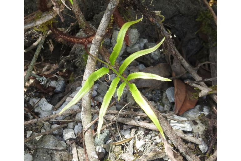 Davallia pentaphylla 17630