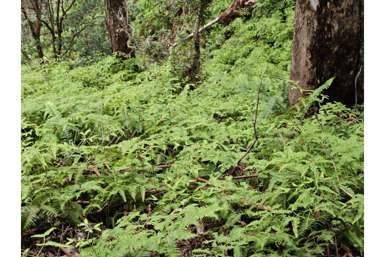 Dicranopteris linearis 17631