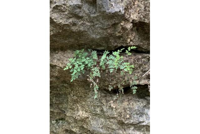 Poederachtige valse mantelvaren Poederachtige valse mantelvaren