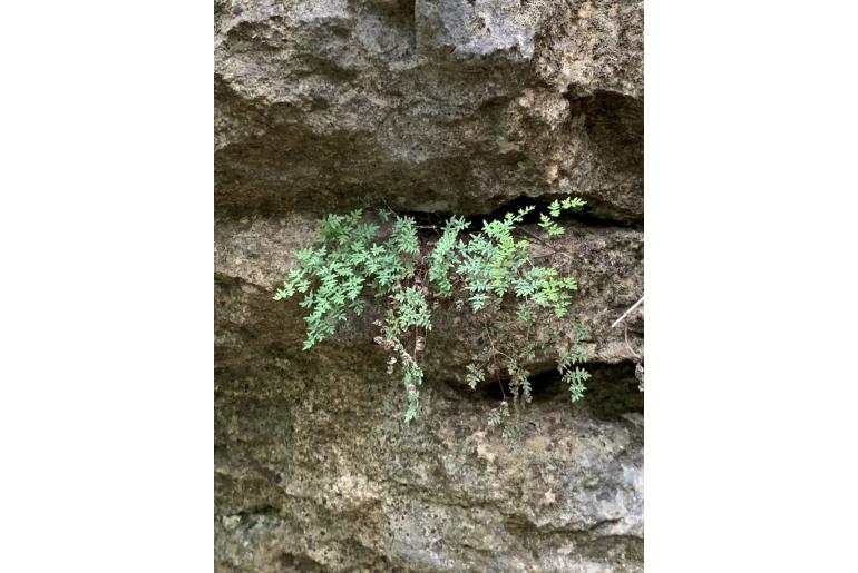 Hemionitis artax 17632