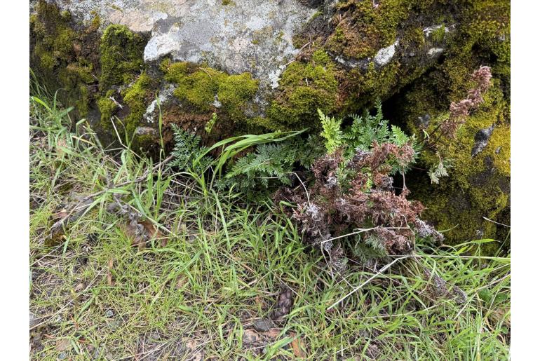 Hemionitis carlotta-halliae 17633