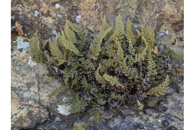 Hemionitis intertexta 17634