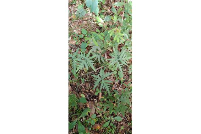 Vijf hoekige doryopteris Vijf hoekige doryopteris