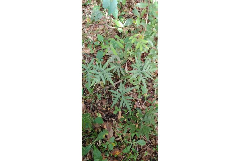 Hemionitis querquobadii 17636