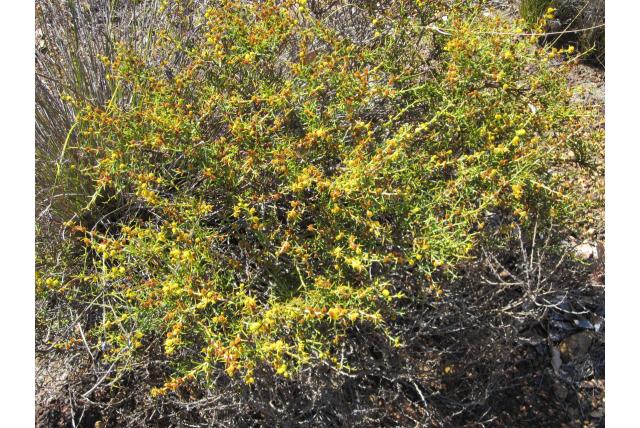 Barrington acacia