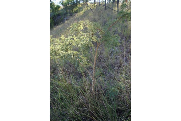 Vachellia bidwillii -17639