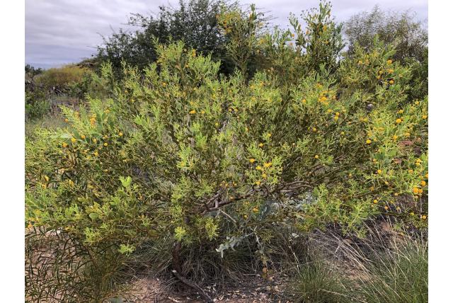 Twee-nerf blad acacia