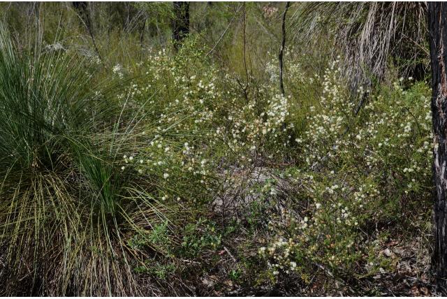 Brunia-bladerige Acacia