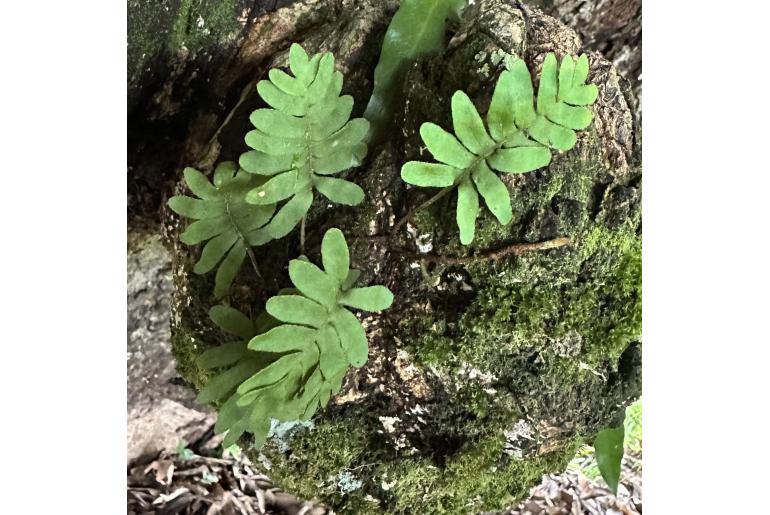 Pleopeltis polypodioides 17644