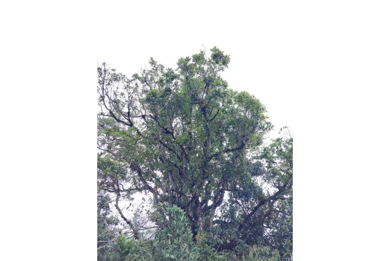 Quercus humboldtii 17645