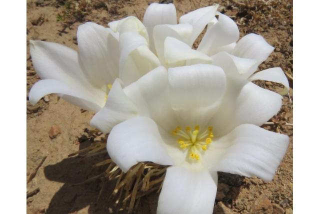 Klokvormige gethyllis Klokvormige gethyllis