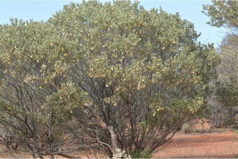 Acacia craspedocarpa -17655