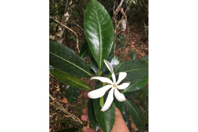 Oudiepe gardenia Oudiepe gardenia