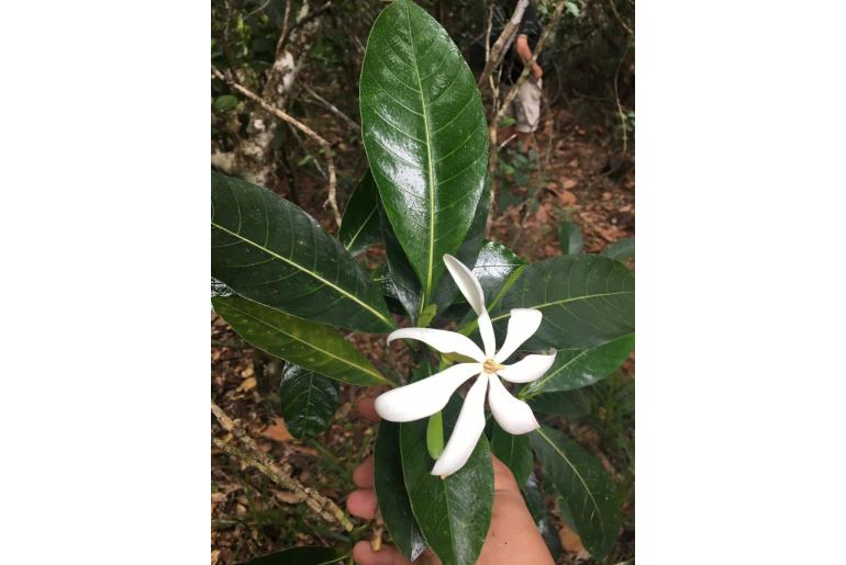 Gardenia oudiepe 17663